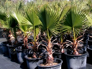 Dallas Tx Weather Growing Washingtonia Filifera